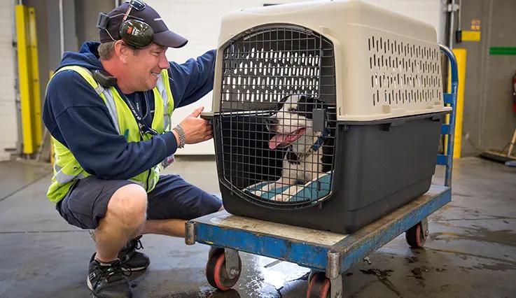 Pack4Move staff member checking on a pet in a travel crate before transport
